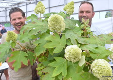 Peter Rijssen en Thijs Veldhuijzen van Plantipp met hun nieuwe Hydrangea Quercifolia Tara. Oftewel een eikenbladhortensia. Maar het unieke aan dit soort is dat dit een Quercifolia is met de bloemen van een Paniculata (pluimhortensia).